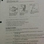37 Cell Processes And Energy Worksheet Answers Worksheet Info 2021