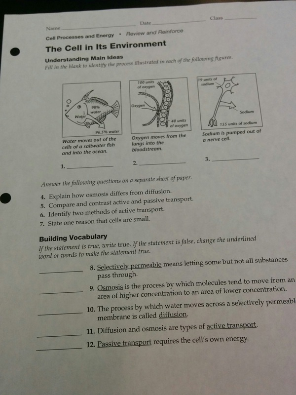 37 Cell Processes And Energy Worksheet Answers Worksheet Info 2021