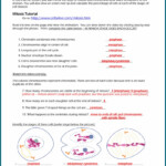 Cell Cycle Mitosis Reinforcement Worksheet Free Download Goodimg co