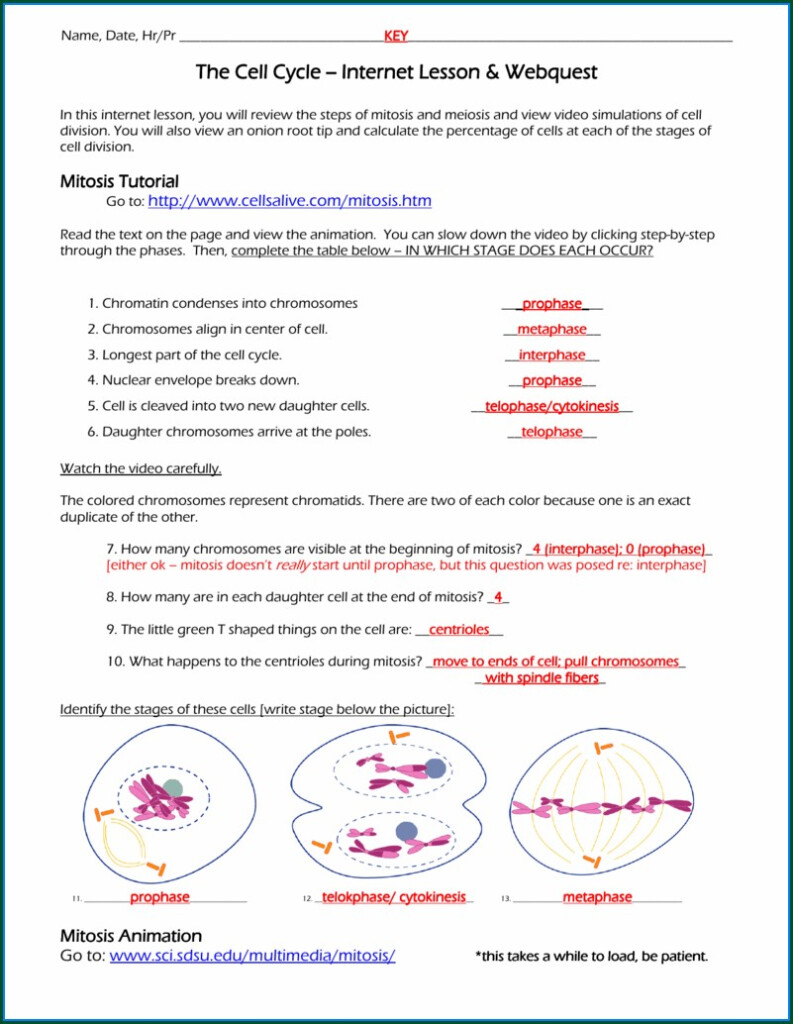  Cell Cycle Mitosis Reinforcement Worksheet Free Download Goodimg co