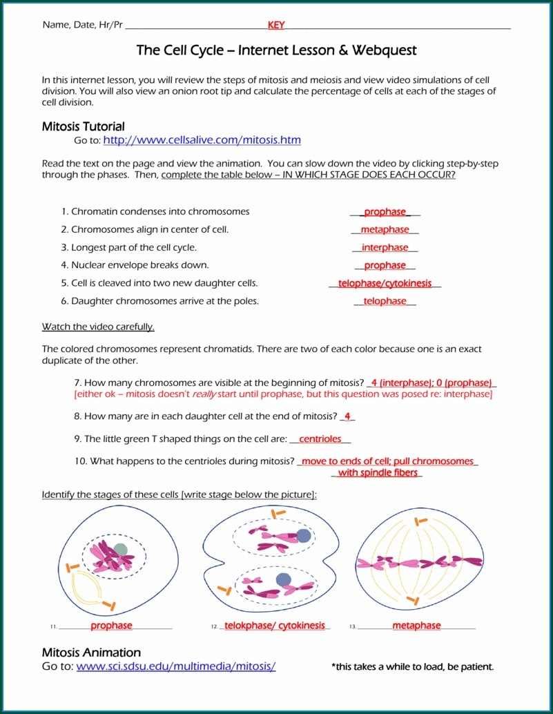Cell Cycle Mitosis Reinforcement Worksheet Free Download Goodimg Co Cell Cycle Mitosis Reinforcement Worksheet Free Download Goodimg co