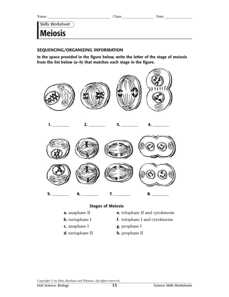 Cell Division Reading Comprehension Worksheet Mitosis And Meiosis 