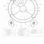 Cell Division Worksheet 12 1 Free Download Qstion co