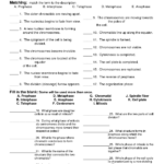 Cell Division Worksheet 12 1 Free Download Qstion co