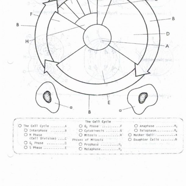  Cell Division Worksheet 12 1 Free Download Qstion co