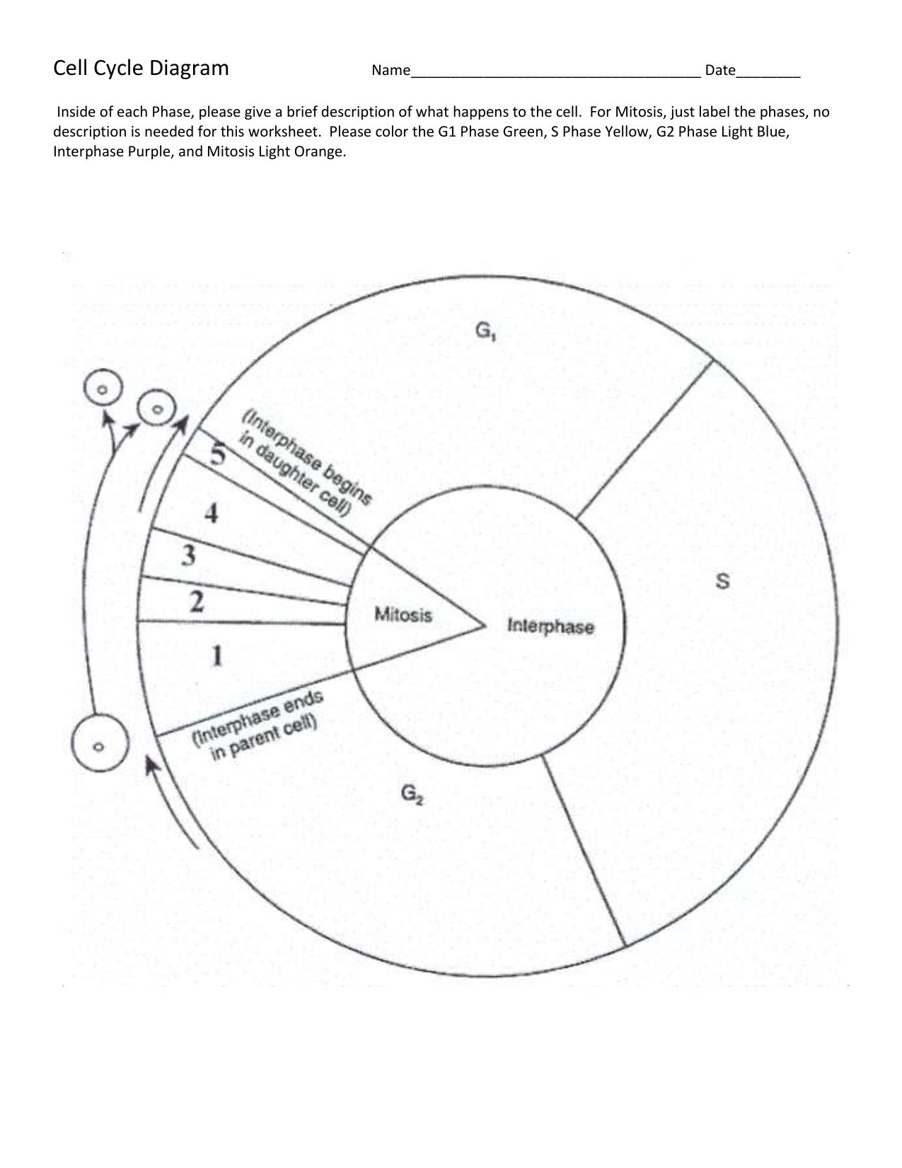 Cell Division Worksheet 12 1 Free Download Qstion Co Cell Division Worksheet 12 1 Free Download Qstion co