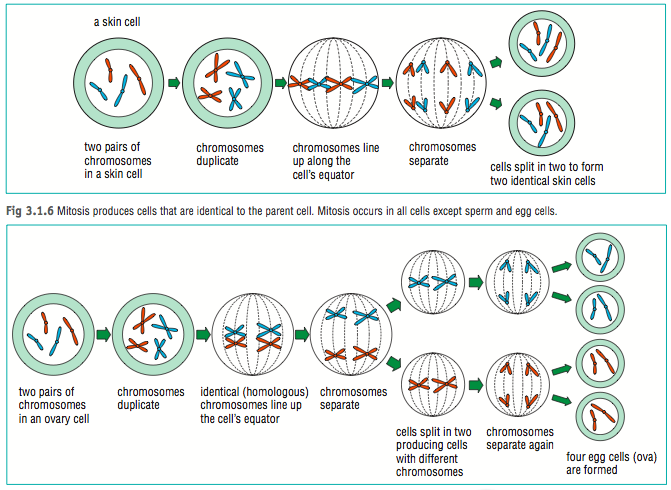 Collection Of Mitosis And Cell Division Worksheet Answers Free 