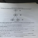 Solved On Figure 12 1 Below Identify The Sister Chromatids By