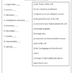 17 Cell Vocabulary Worksheets Worksheeto