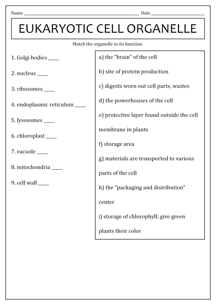 17 Cell Vocabulary Worksheets Worksheeto