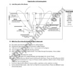 30 Macromolecules Worksheet Answer Key Education Template