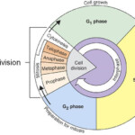 Cell Cycle Google Search Cell Cycle Mitosis Cell Division