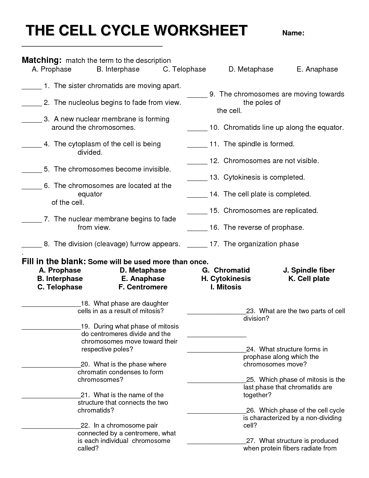 Cell Cycle Worksheet THE CELL CYCLE WORKSHEET DOC Biology Cell Cycle Worksheet THE CELL CYCLE WORKSHEET DOC Biology