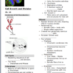 Cell Division Reading Comprehension Worksheet Mitosis And Meiosis
