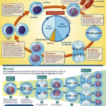 Chapter 5 Cell Division Anjung Sains Makmal 3