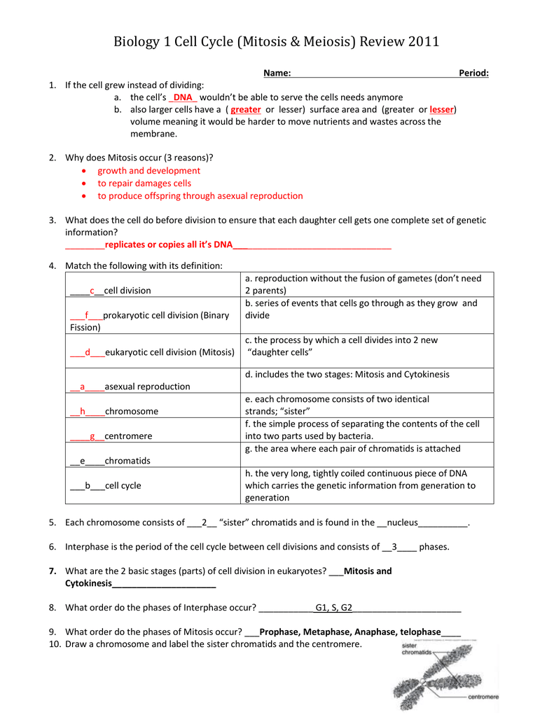 Chromosomes And Cell Reproduction Worksheet Answers Ivuyteq
