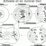 Making A Lapbook For Plant And Animal Cells WeHaveKids