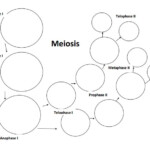Meiosis Biology Worksheet Mitosis