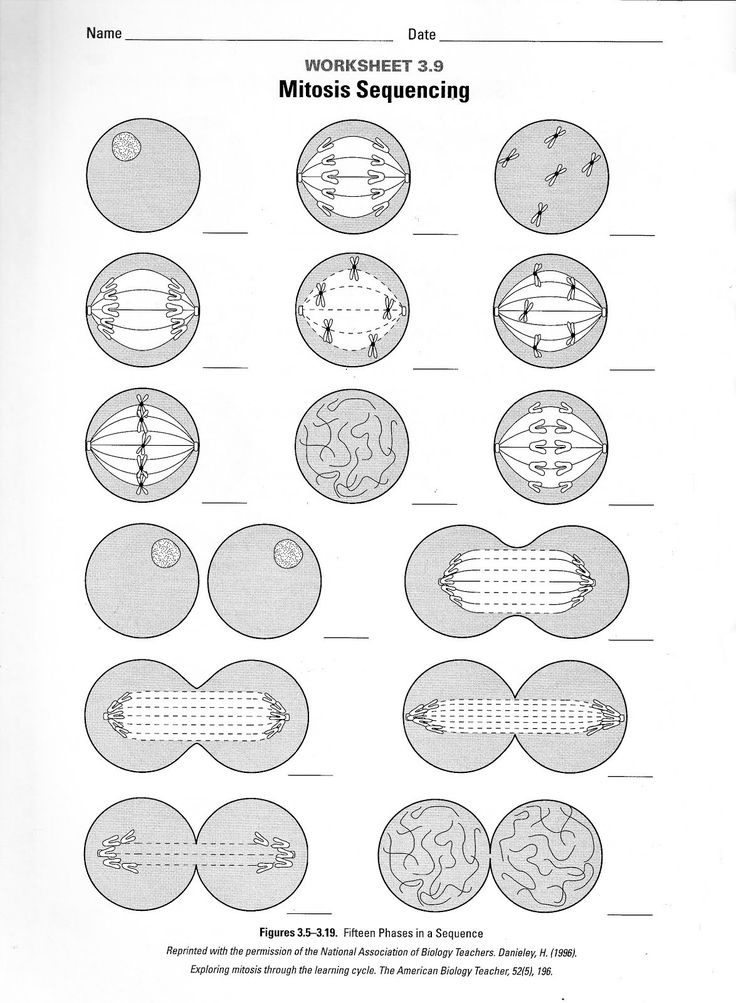 Meiosis Worksheet Middle School In 2020 Color Worksheets Cell Cycle