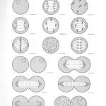 Meiosis Worksheet Middle School In 2020 Color Worksheets Cell Cycle