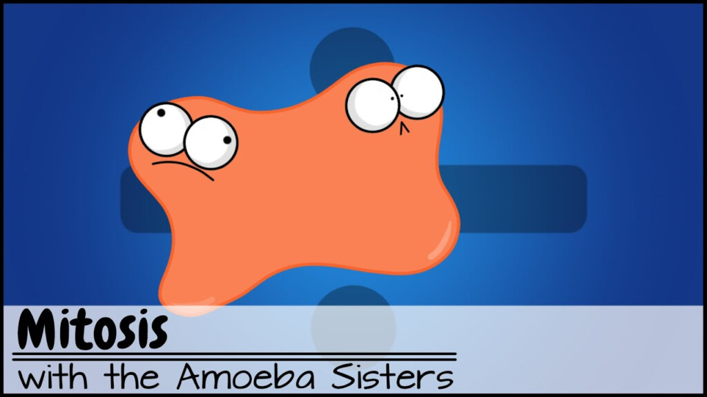 Mitosis The Amazing Cell Process That Uses Division To Multiply 