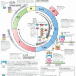 The Cell Cycle Worksheet Answer Key Biology Worksheets