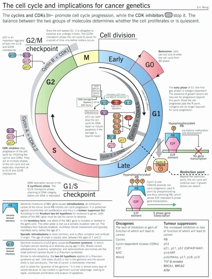 The Cell Cycle Worksheet Answer Key Biology Worksheets