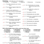 Thecellcycleworksheet With Answers Biog101 Db excel