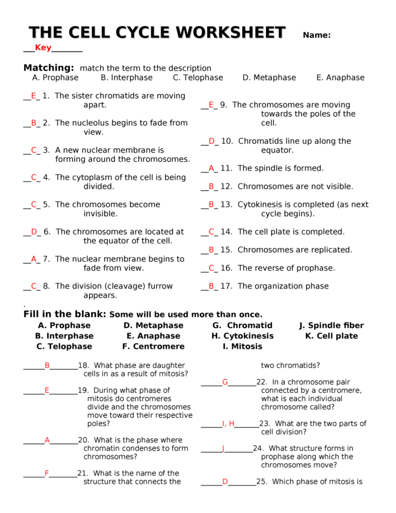 Thecellcycleworksheet With Answers Biog101 Db excel