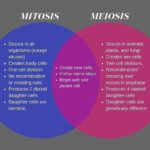 Venn Diagram Mitosis And Meiosis Wiring Diagram