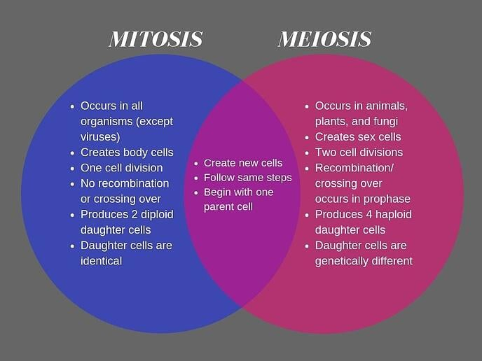 Venn Diagram Mitosis And Meiosis Wiring Diagram