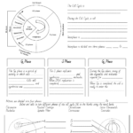 35 Cell Division Mitosis And Cytokinesis Worksheet Answers Combining