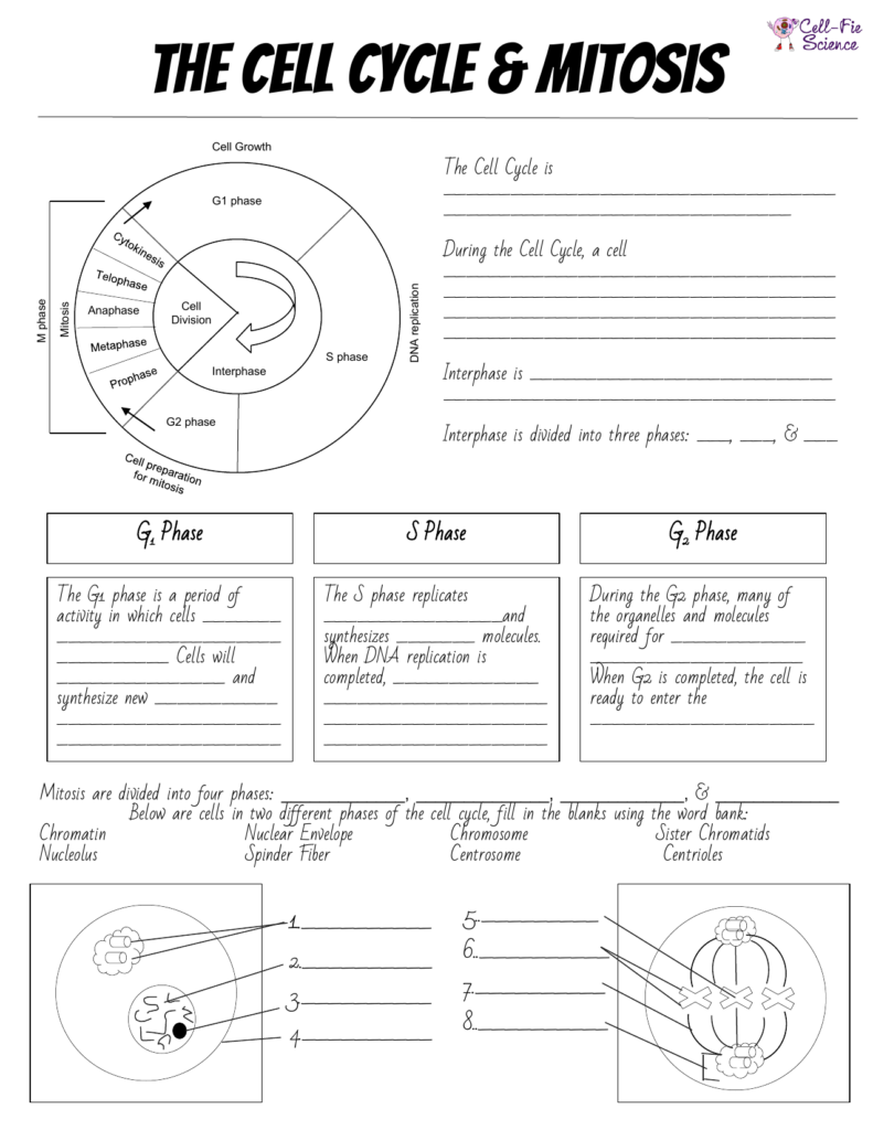 35 Cell Division Mitosis And Cytokinesis Worksheet Answers Combining 