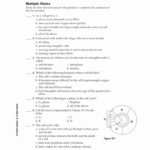 46 Cell Division Worksheet Answers Chessmuseum Template Library