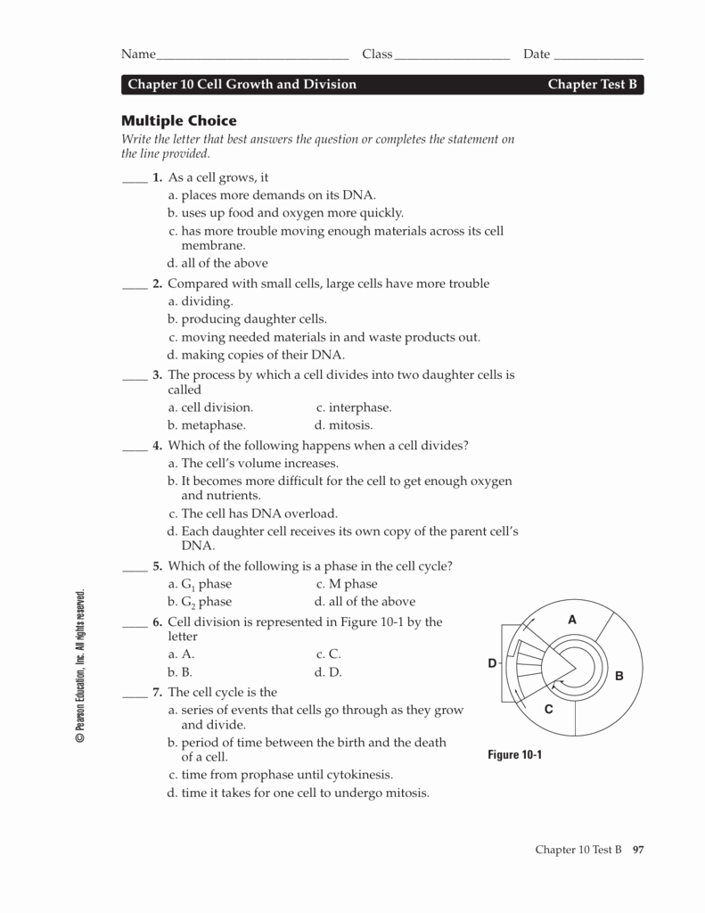 46 Cell Division Worksheet Answers Chessmuseum Template Library