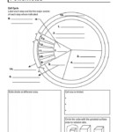Biology 10 1 Cell Growth Division And Reproduction Worksheet