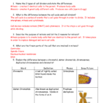 Cell Cycle And Mitosis Worksheet Word Worksheet