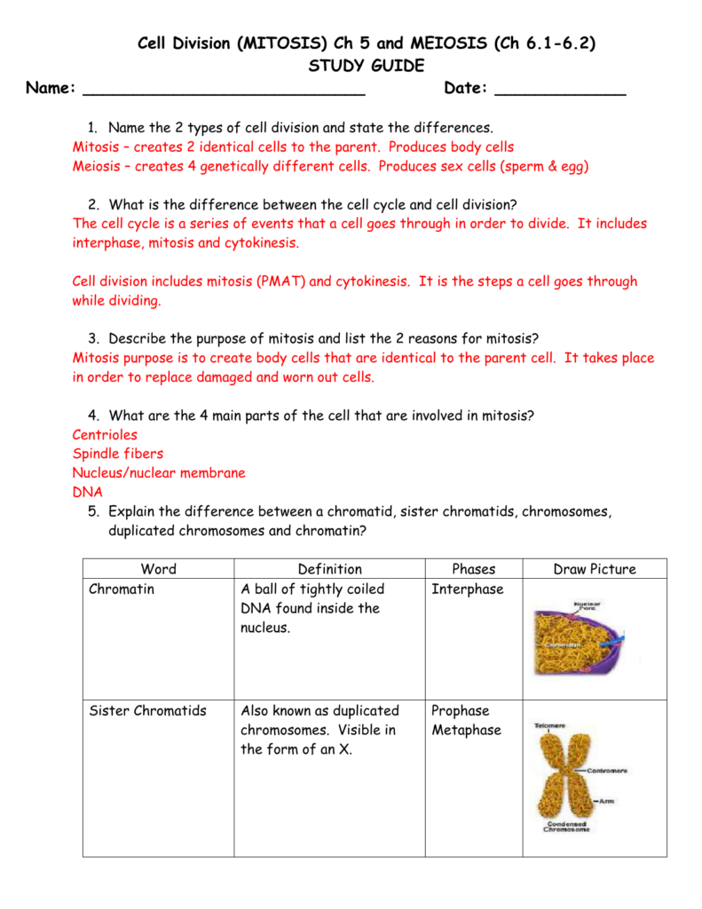 Cell Cycle And Mitosis Worksheet Word Worksheet
