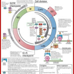 Cell Cycle Regulation Cancer Genetics Cell Biology Cell Cycle