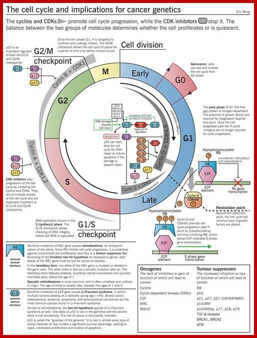 Cell Cycle Regulation Cancer Genetics Cell Biology Cell Cycle