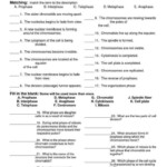 Cell Division Reinforcement Answer Key Cell Division