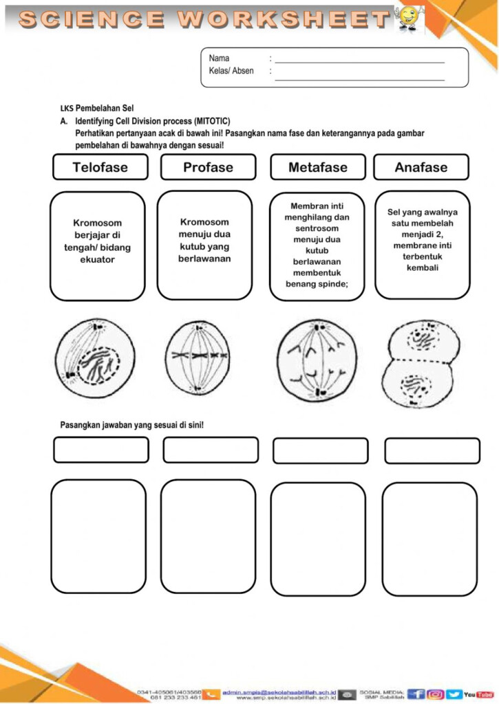 Cell Division Worksheet Decalinspire