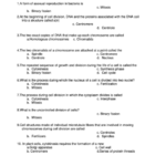 Cell Growth And Division Worksheet Printable Pdf Download