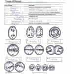 Cells Alive Mitosis Phase Worksheet Answer Key Live Worksheet Online