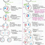 Meiosis Stages Worksheet I in Resim Sonucu Mitosis Meiosis Biology