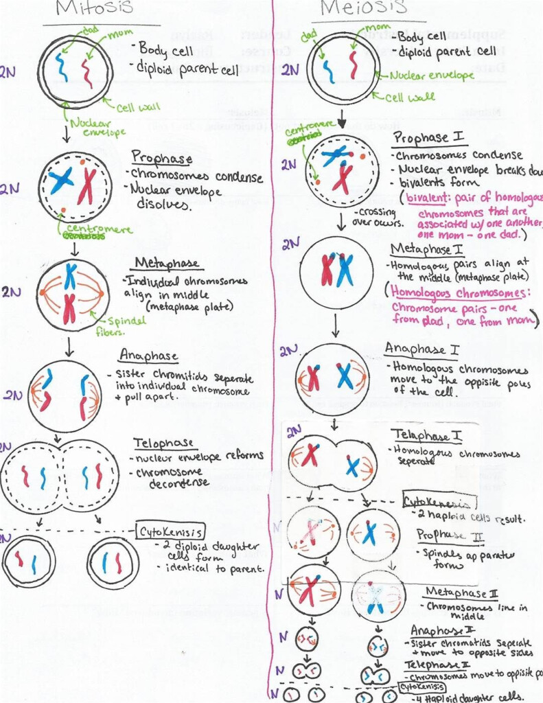 Meiosis Stages Worksheet I in Resim Sonucu Mitosis Meiosis Biology 