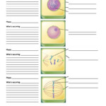 Mitosis And Cytokinesis Worksheet 1 October 18 2017 Mitosis