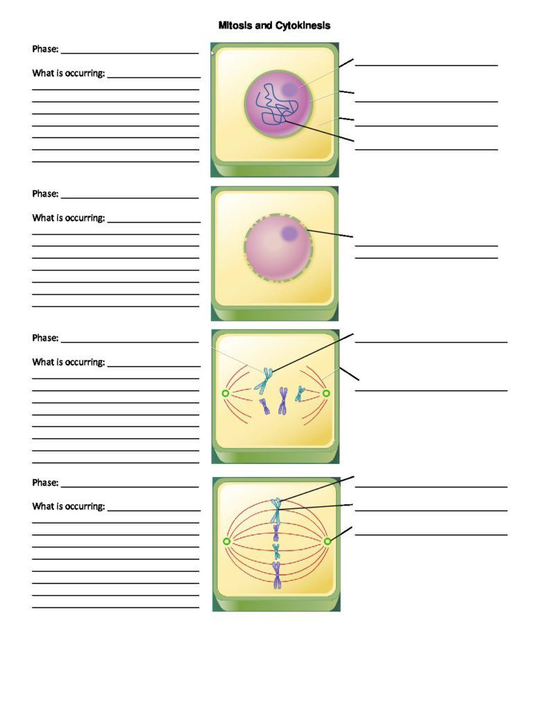 Mitosis And Cytokinesis Worksheet 1 October 18 2017 Mitosis 