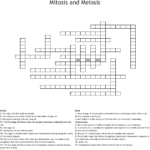 Mitosis And Meiosis Crossword WordMint