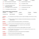 Mitosis Practice Worksheet Answer Key